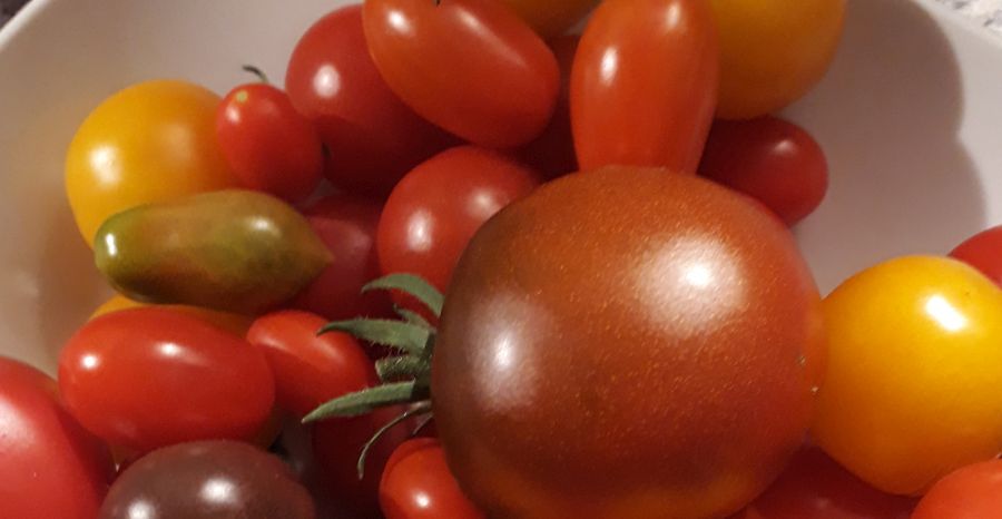 Einladung zum Koch-Workshop: „Tomaten-Liebe“