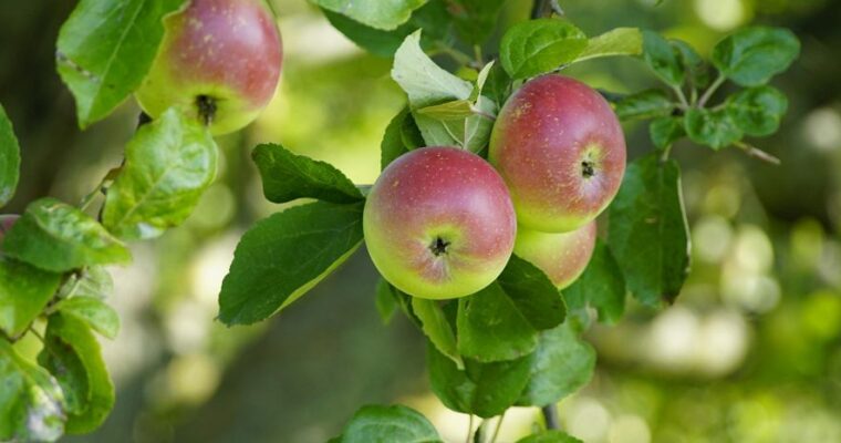 Einladung zum Koch-Workshop „Rund um den Apfel“ am 27.09.2026