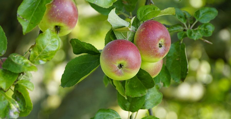 Einladung zum Koch-Workshop „Rund um den Apfel“ am 27.09.2026