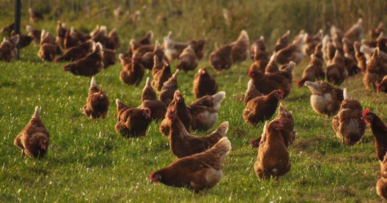 Hofladenradtour am „Autofreien Sonntag“, den 20.09.2026
